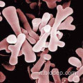 Polvere pprobiotici rivestiti di bifidobacterium liofilizzato